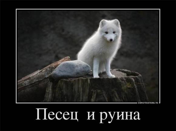 Веселится и ликует весь песец.