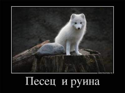 Веселится и ликует весь песец.